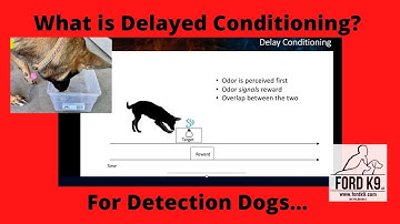 Understanding Delayed Conditioning for Detection Dogs