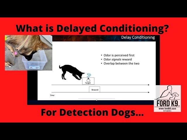 Understanding Delayed Conditioning for Detection Dogs class=
