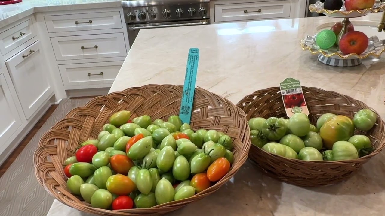 A Sad Tomato Day