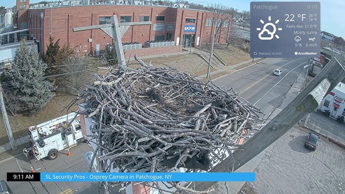 17+ Barnegat Light Osprey Cam