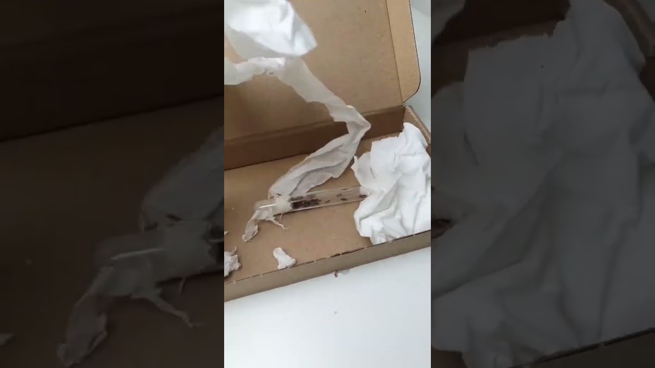 Nieuwe Mieren Binnengekregen!