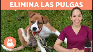 Cómo ELIMINAR las PULGAS en PERROS  | 7 Métodos Efectivos ✅