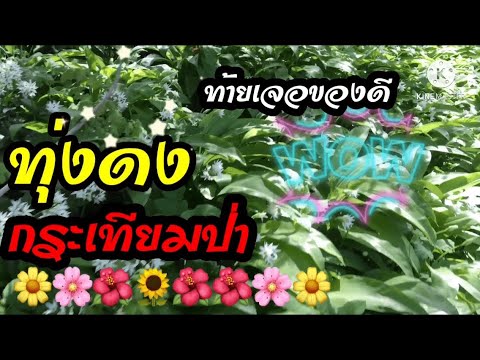 ภูเขาดงกระเทียมป่า