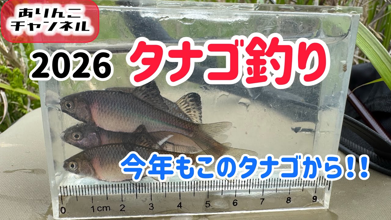 青と黒の誘惑‼️2026.05.03タナゴ釣り① - YouTube