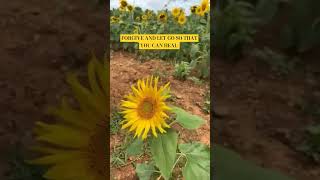  youtubeshorts smile love motivation viral nature trending sunshine smile laugh