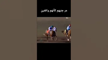 خيل خيل عربيه اصيله خيل عربيه فرس فرسان خيالة حصان حصان عربي اصيل Horse Horseracing مصر 