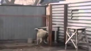 Müzikle Dans Eden Köpek