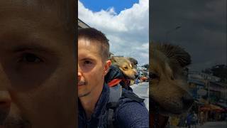 Rolling with Jessy 🚴‍♂️🐾✨ | Sheltie Backpack Adventure #dog #sheltie #jessy #cute #cycling #with