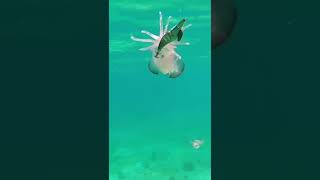 Attack Squid              #omg #foryou #squid #ocean #fish #fishing