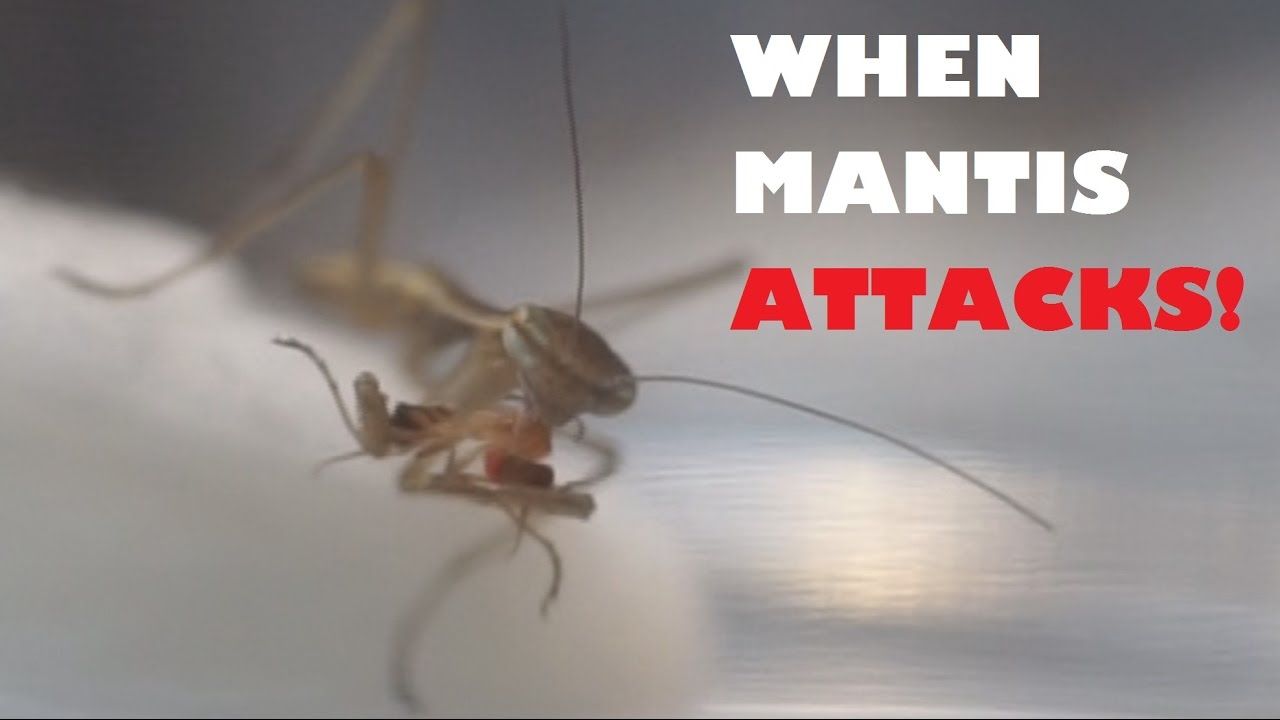 When Mantis Attacks!