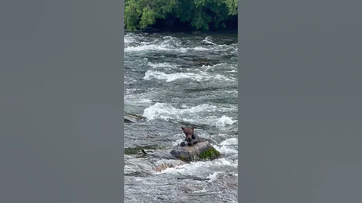 Bear Cubs Swim Against River's Current || ViralHog