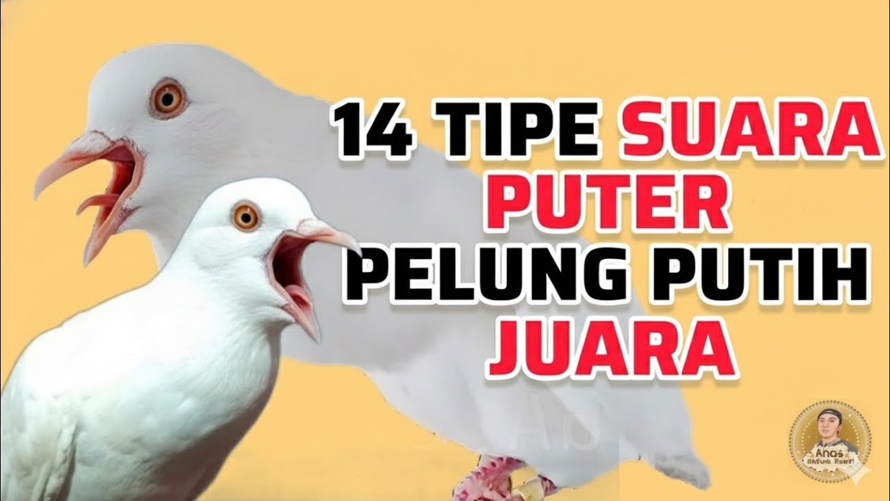 14 Tipe Suara Puter Pelung Putih Manakah Yang Paling Bagus Menurut Anda Lur ❓