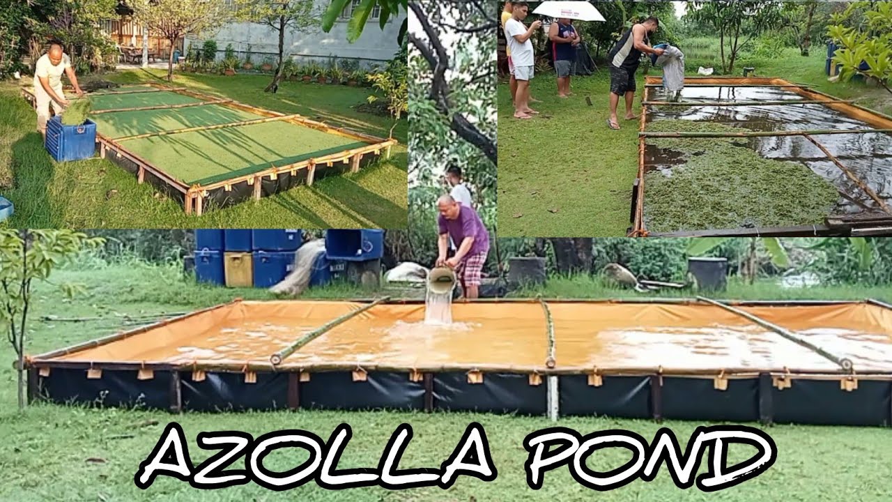 Azolla/Pagkain Ng Bangus at Tilapia/Pwede rin sa alagang Manok at Bibe/@thecousins621