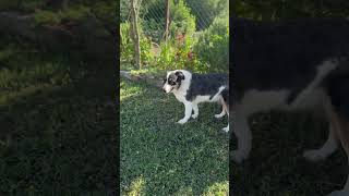 Hem yakışıklı hem de zeki değil işte Rio #keşfet #youtubeshorts #dog #viral #tiktok #cute #youtube