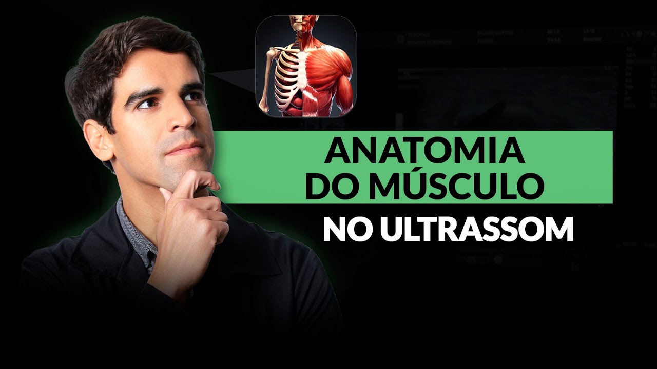 Anatomia muscular na ultrassonografia