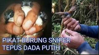 Pikat burung SNIPER / tepus dada putih