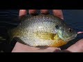 Fishing with live bluegill