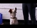 How to Teach Your Dog to Sit Pretty | Dog Tricks How to Teach Your Dog to Sit Pretty | Dog Tricks