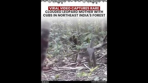 Rare clouded Leopard Cays spotted in India