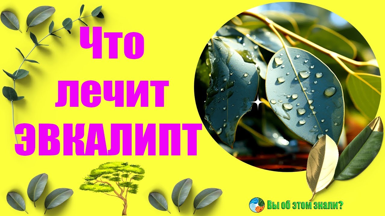 Что лечит ЭВКАЛИПТ