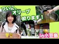 【小豆島】③ オリーブ絞り体験、絞りたてオリーブオイル！