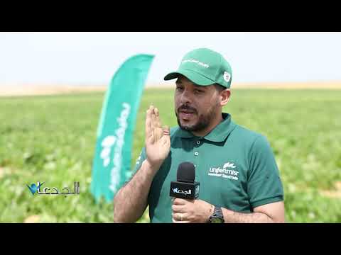 في أرض مستقبل مصر زراعة البنجر بتقاوي أحادية الجنين انتاجيتها بتكسر ٥٠ طن للفدان