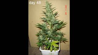 AUTO BLUERYDER INDOOR LEGAL AUTOFLOWER CANNABIS GROW - Featured Grow