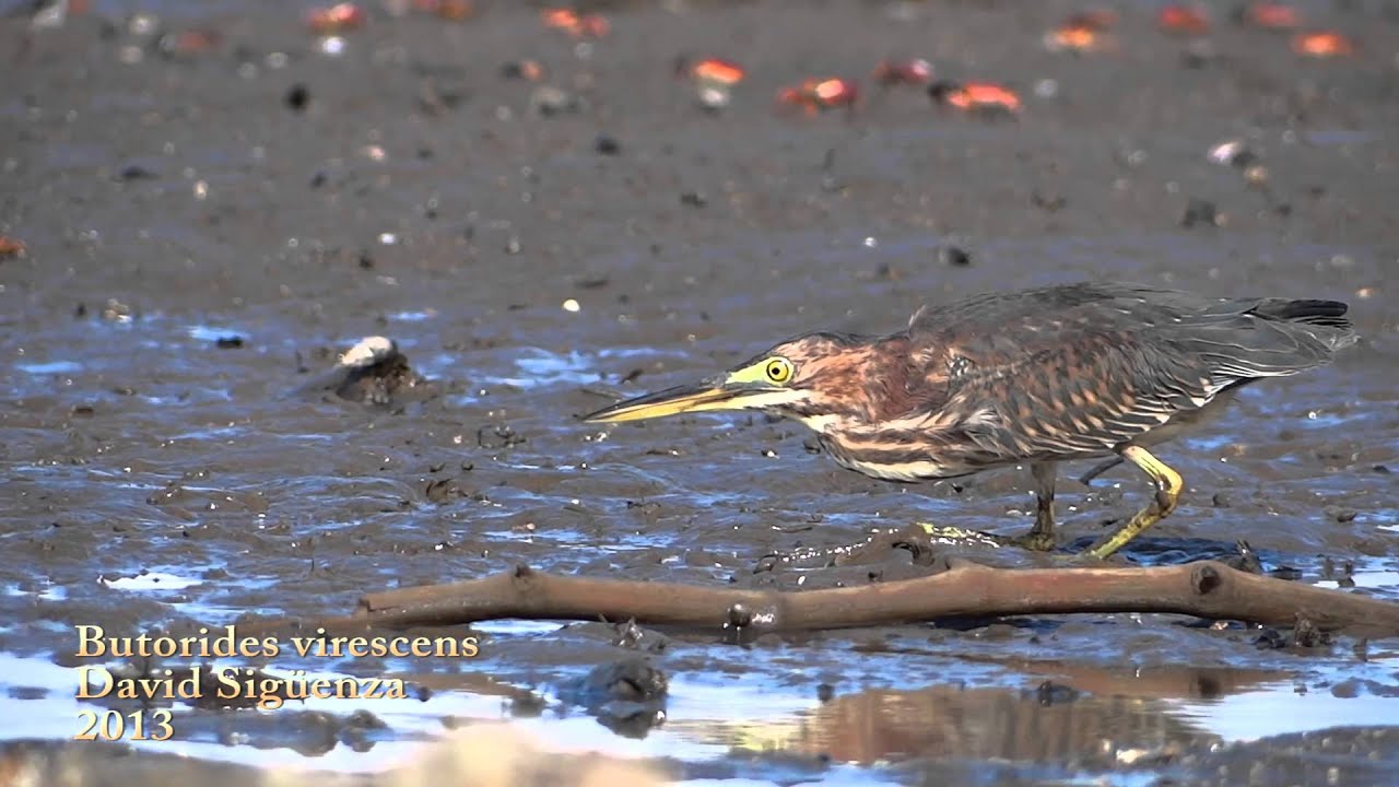 Green Heron - Butorides virescens