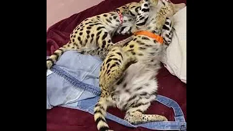 Video 251371: savannah cat breed, breed persiancat