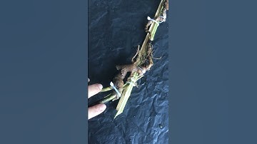 1 củ sâm Ngọc linh rừng 80 gam hàng quá hiếm siêu tầm gọi 0377965679 e Nguyệt nhé