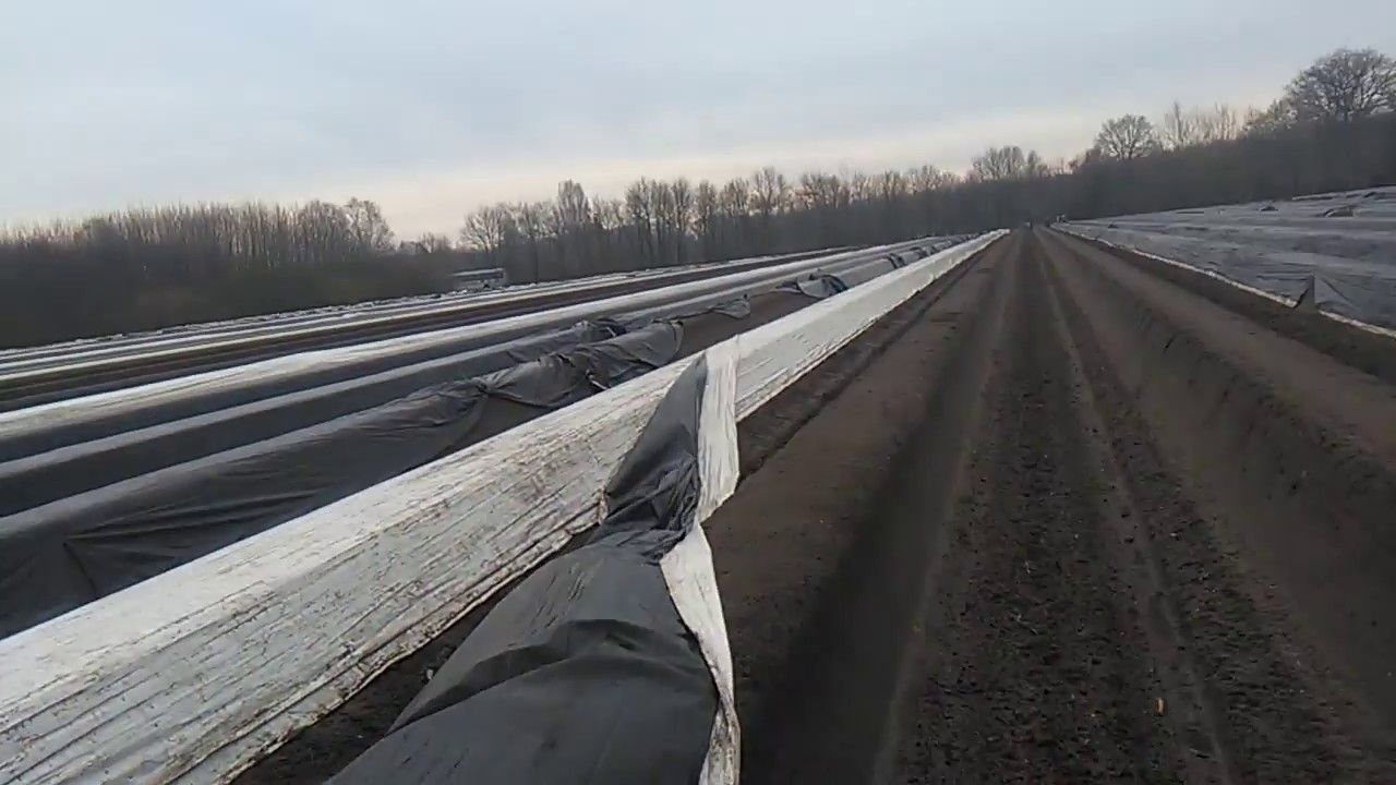 la pus folie pe biloane sparanghel in Germania 2018