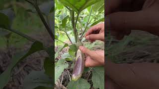 Why Insert Toothpick in Cucumber Vine? 90% Don't Know This Growing Hack!