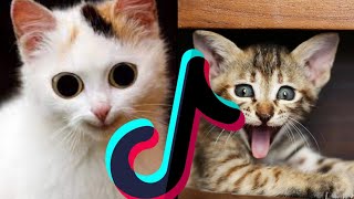 Funny & Cute 😹 - Daily Dose Of Fun - Hilarious Cats & Kittens Videos - TikTok Mashup May 2022 by Boop Boop 412 views 2 years ago 9 minutes, 26 seconds