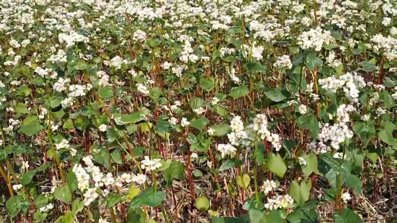 Пожнивна гречка на 1 вересня