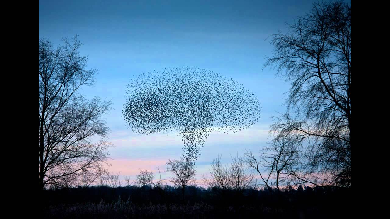 nomad soul murmuration