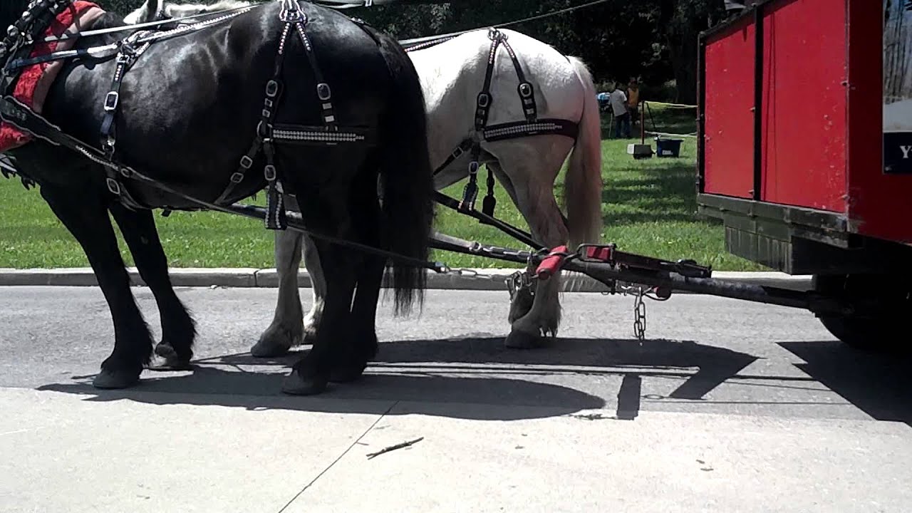 Parc Angrignon Montreal - YouTube