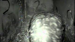Little Owl Versus Barn Owl I