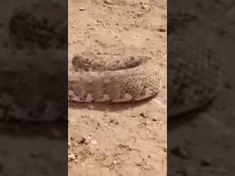 تعال تشوف معي ثاني اخطر الافعى عوجت الركبه في نواحي تواد اساكا اكسبلور العريفي
