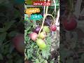 Jamun Tree in the home Garden #jamuntree #ritushorts