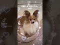 【里親カフェ】犬飼うと平和になる #shorts