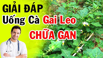 Cà Gai Leo Có Chữa Được Viêm Gan B, U Gan Không? GIẢI ĐÁP CỦA BÁC SỸ