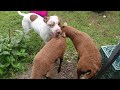 CRAZY Pit Bull Vs Bottle Lambs!