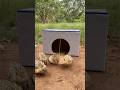Create Best Bird Trap // Quail Trap # simple bird trap #shorts