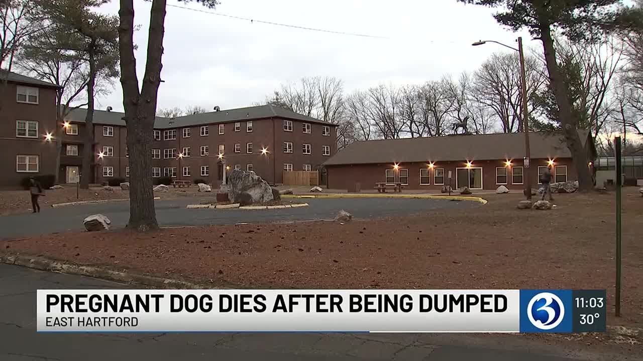 Police searching for suspect after pregnant dog dumped in East Hartford ...