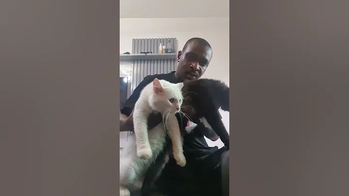 Video 6577811: black turkish angora cat, beautiful turkish angora cat, white turkish angora cat, mainecoon black cat