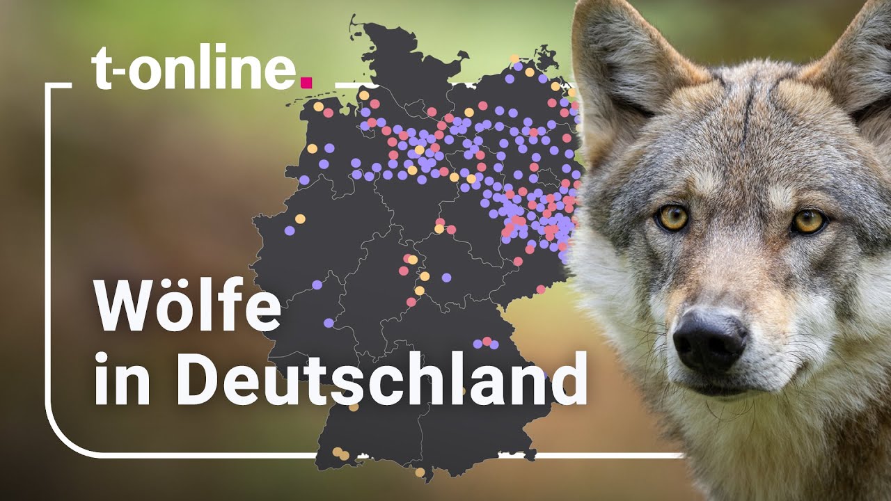 Wölfe in Deutschland: Diese Gebiete haben sie sich schon zurückerobert