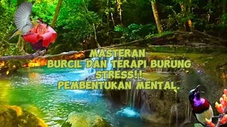 MASTERAN BURCIL DAN TERAPI BURUNG STRES.