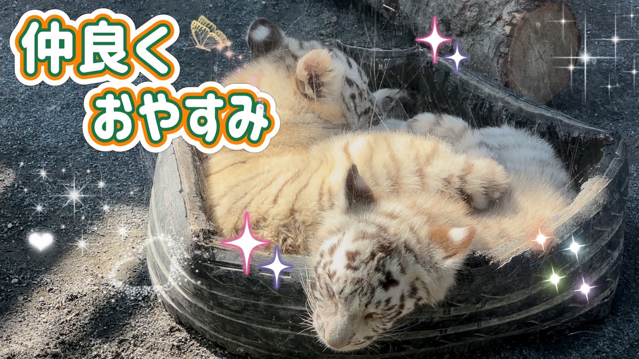 狭いタイヤの中が大好きなコタくんとハクくん🐯🐯💕　3月10日 ホワイトタイガー赤ちゃん