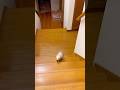 お利口すぎるフェレット