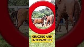 horses interacting calmly outside the stable 🐎 #horse #farm #documentary #shorts